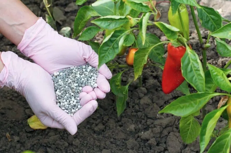 Fertilize Regularly