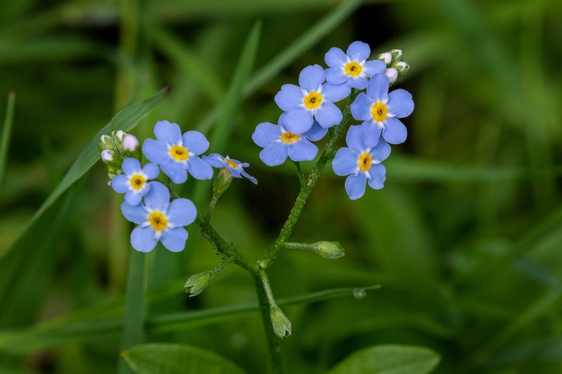 Water Forget-Me-Not