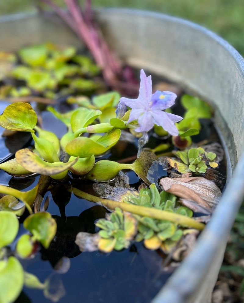 Water Hyacinth