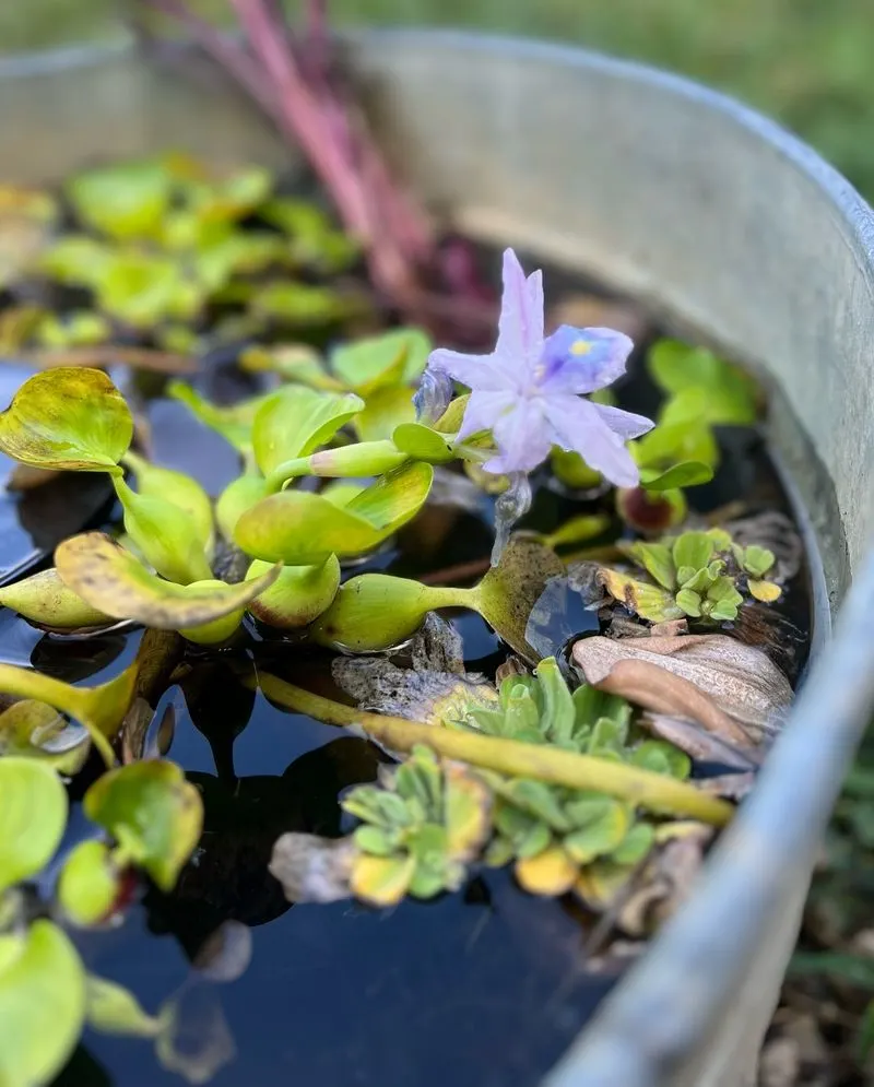 Water Hyacinth