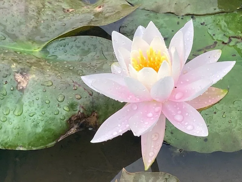 Water Lilies