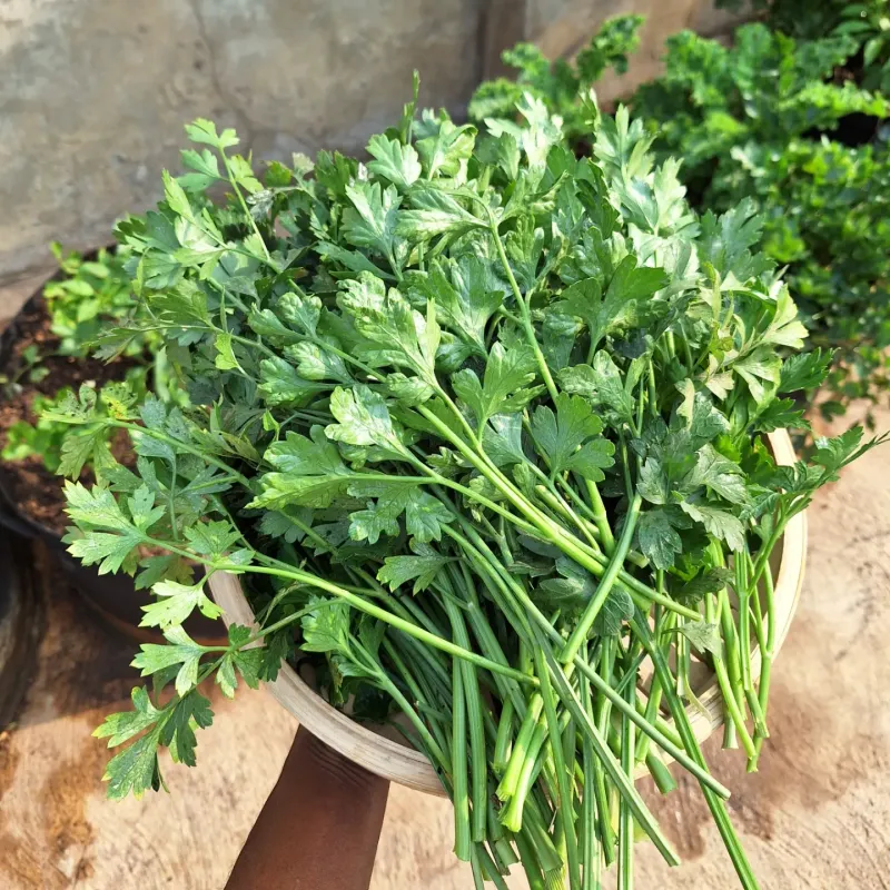 Parsley