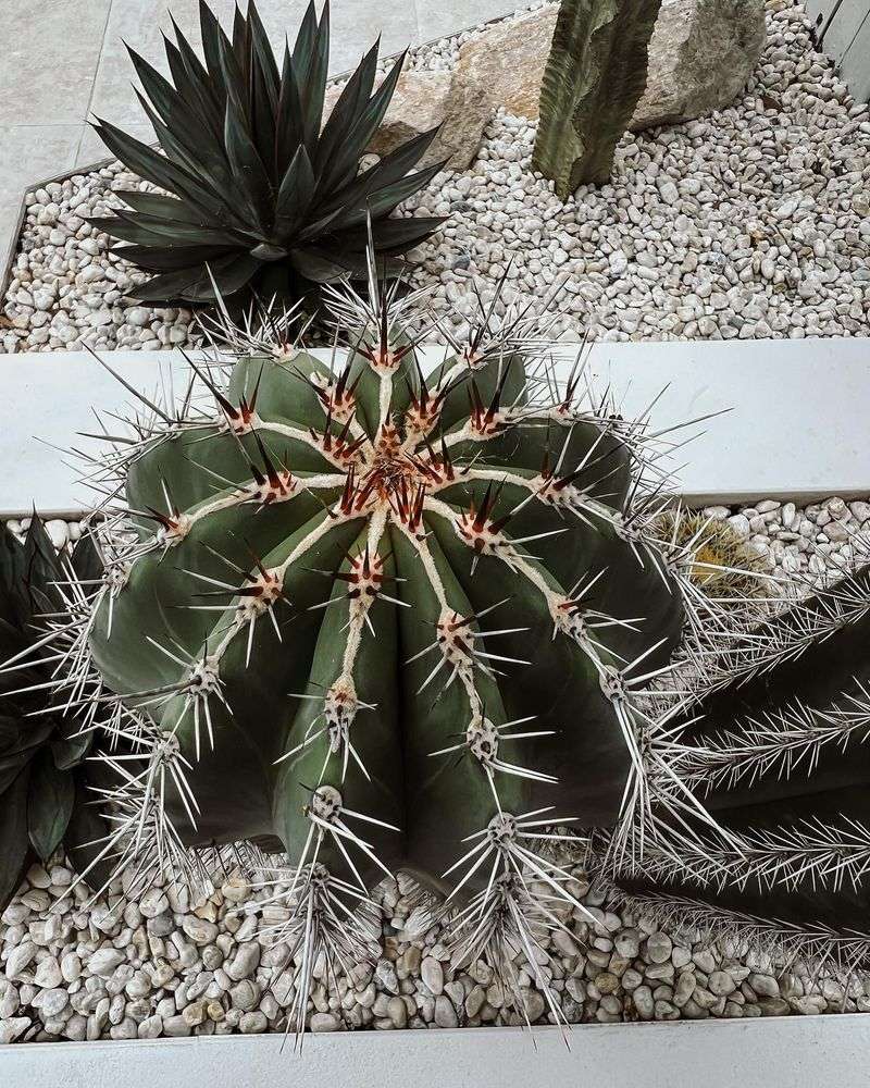 Watering Cacti Frequently