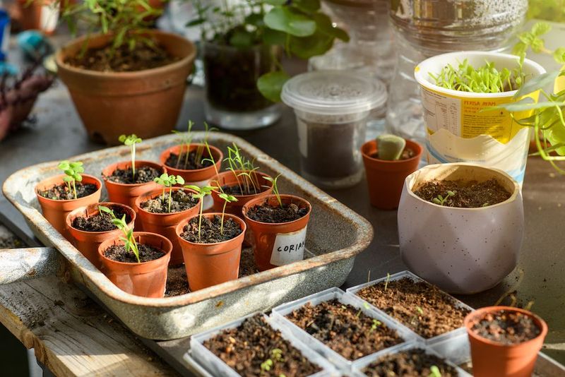 Starting Seeds Indoors Too Late