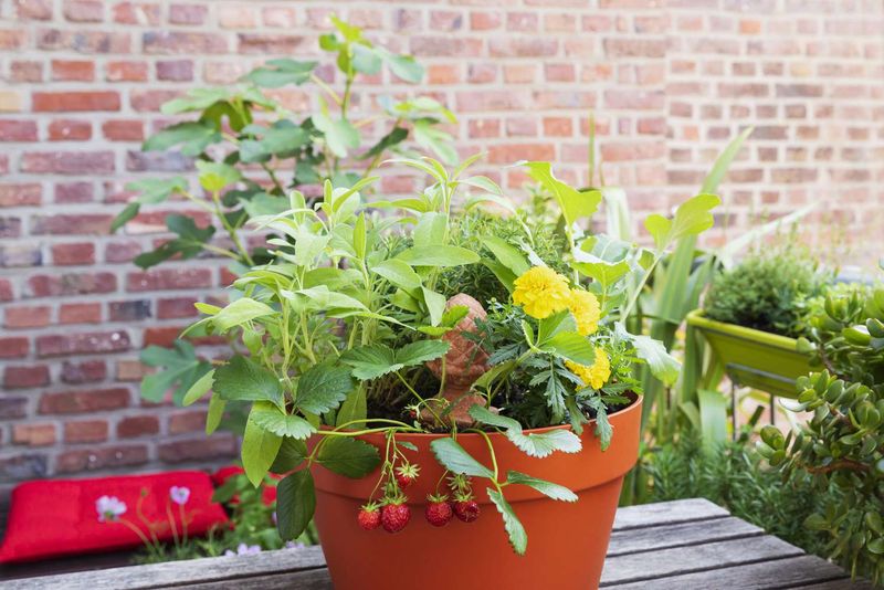 Companion Planting