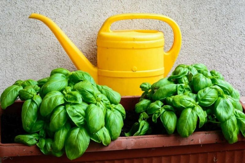 Watering Routine