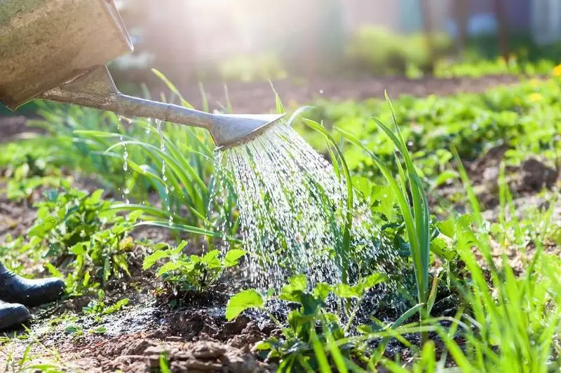Watering Schedule Savvy