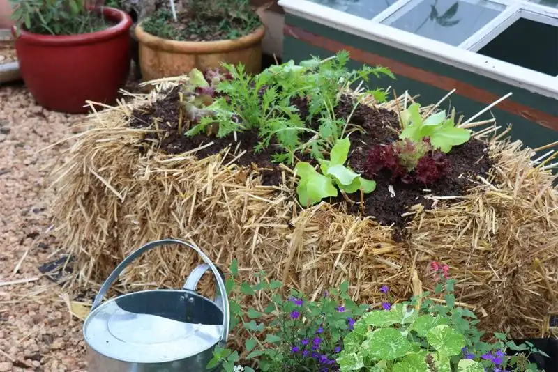 Watering Techniques