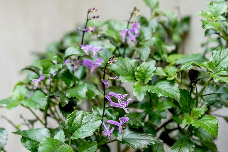 Watering Techniques