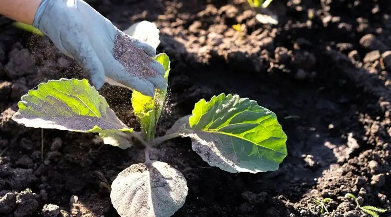 Fertilizing Strategy