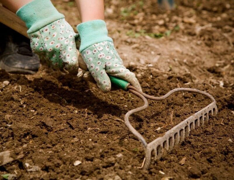 Soil Quality and Bolting
