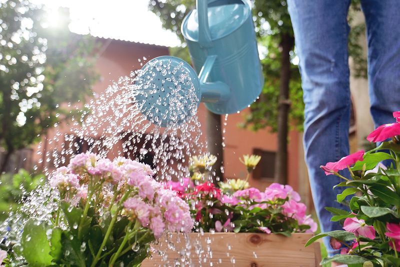Watering Wisely