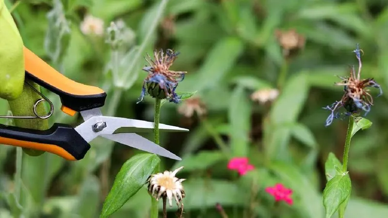 Pruning and Deadheading