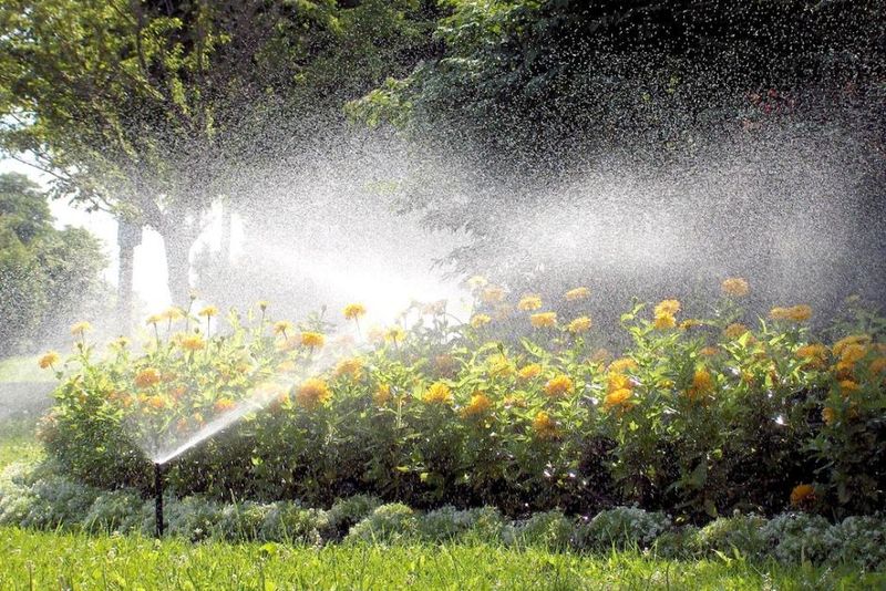 Watering Wisely