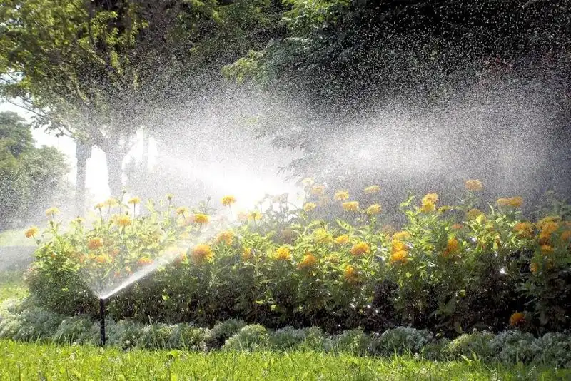Watering Wisely