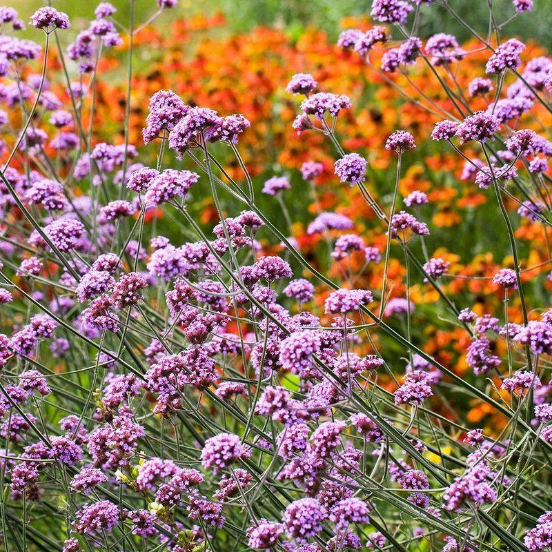 Companion Planting