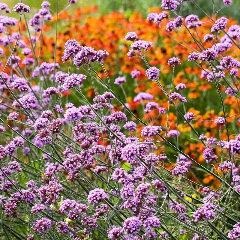 Companion Planting