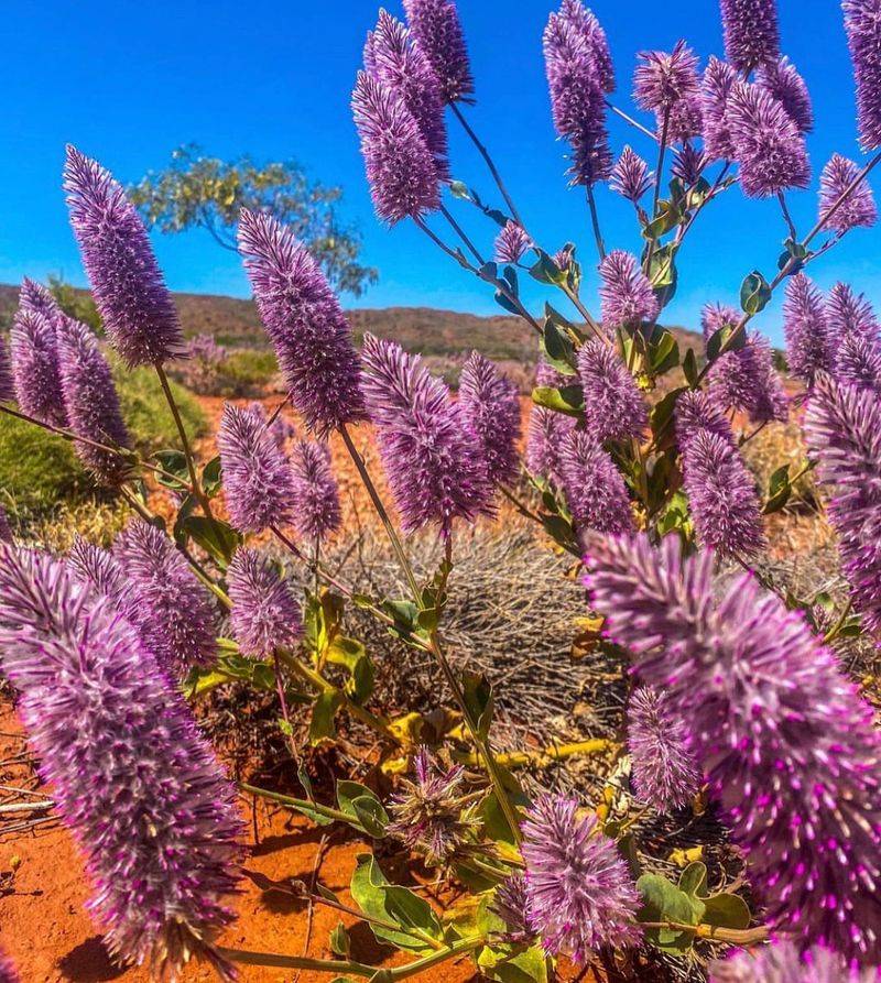 Watering and Care Tips