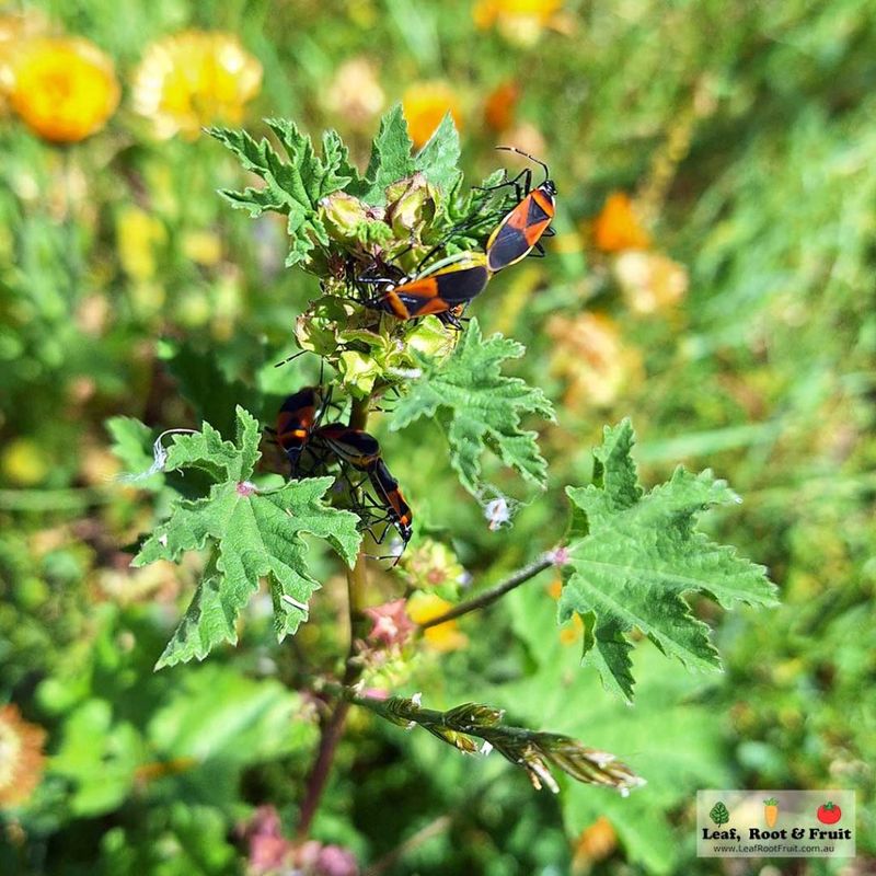 Managing Pests and Diseases