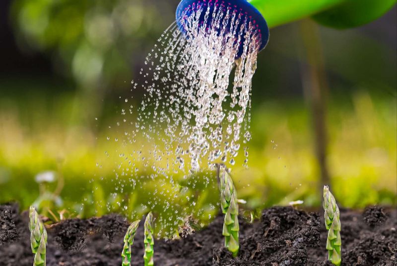 Watering and Fertilizing
