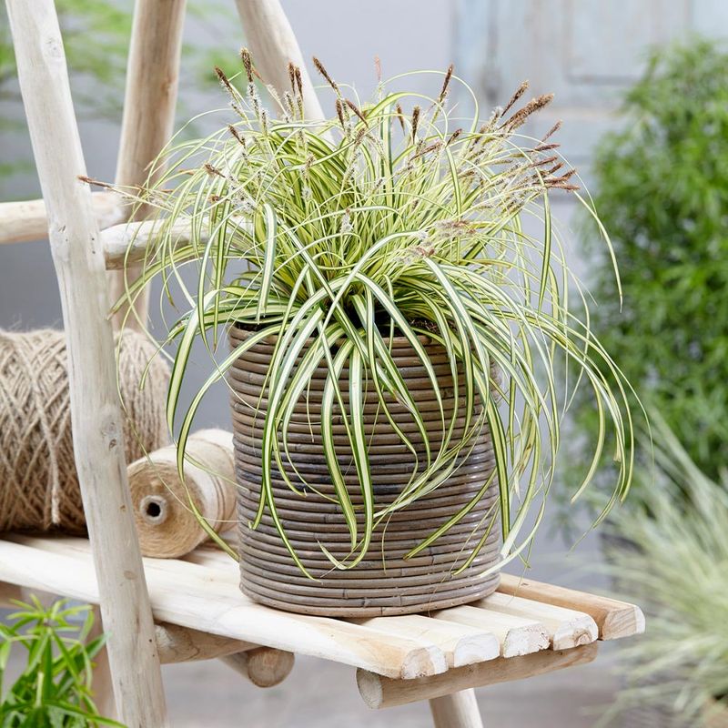 Watering and Maintenance