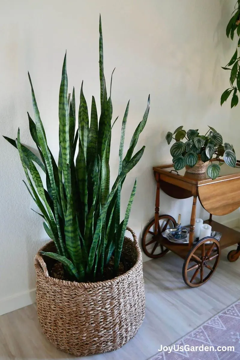 Ignoring Plant Types