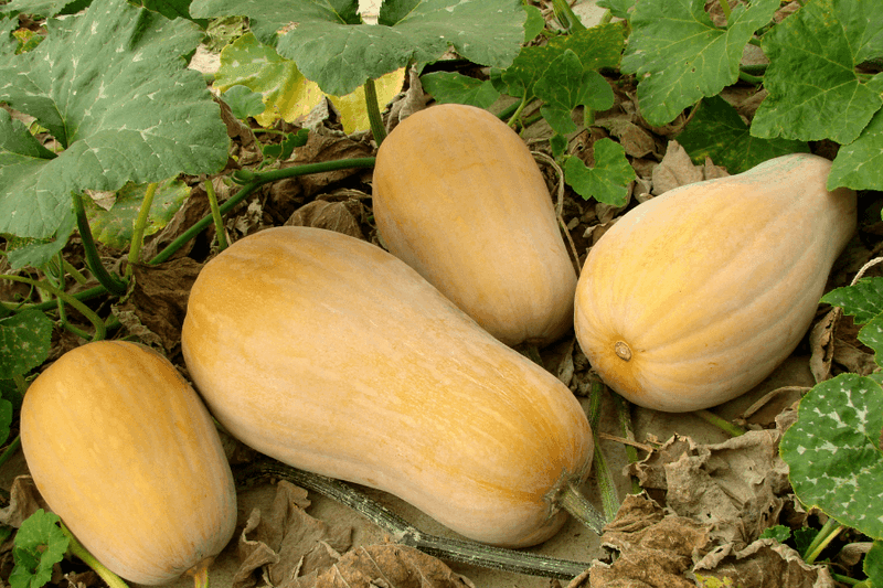 Butternut Squash