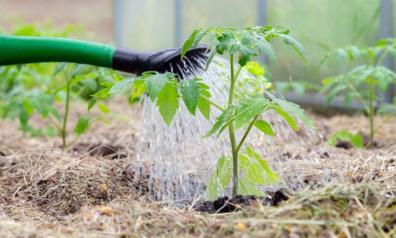 Weed Infestation