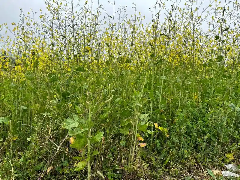 Weed Invasion