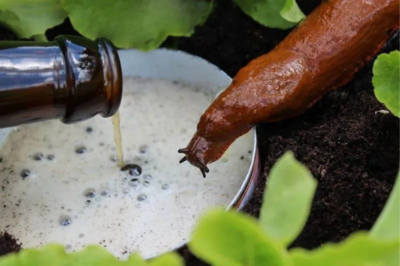 Slug and Snail Trap