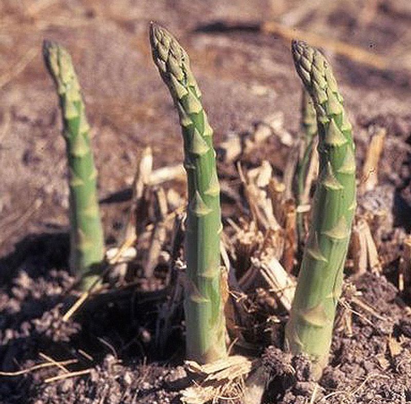 Weed Management