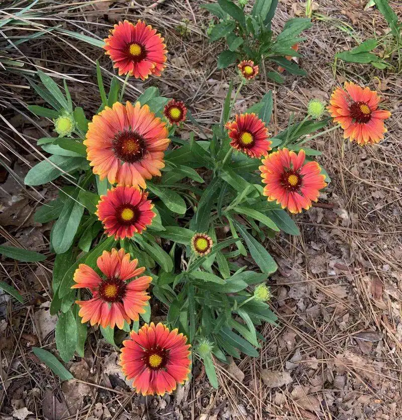 Plant Summer Annuals