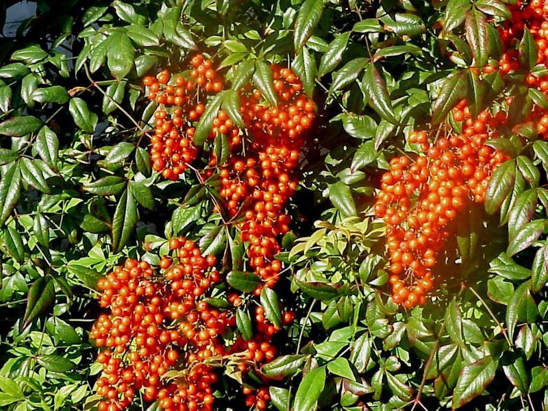 Nandina