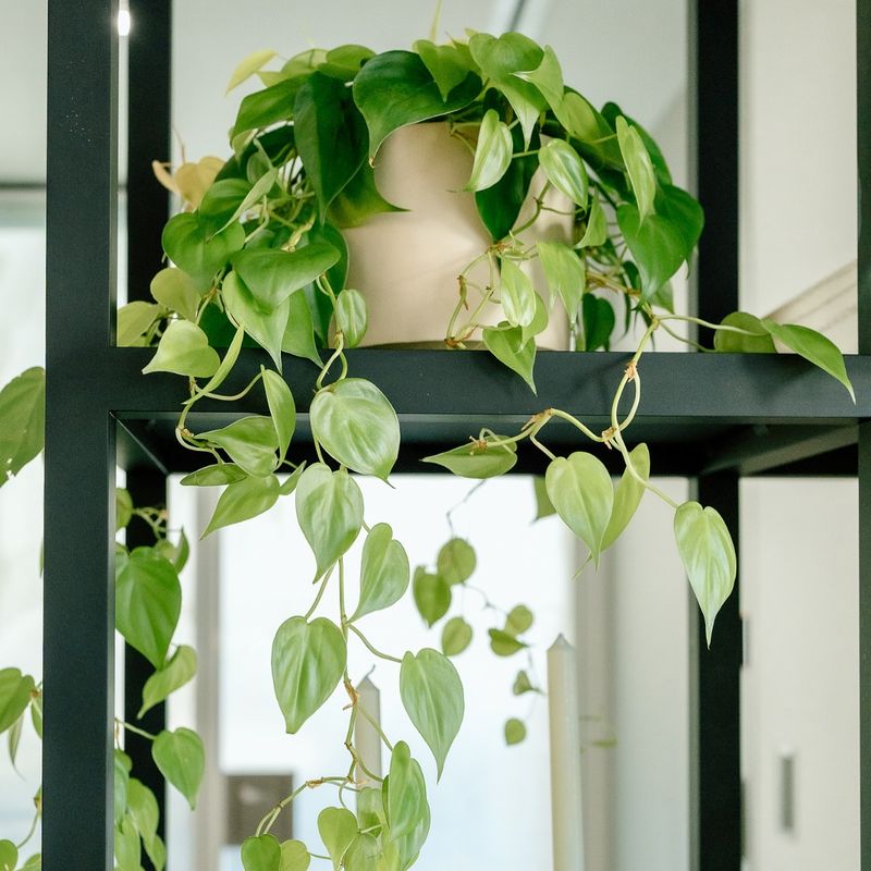 Golden Pothos