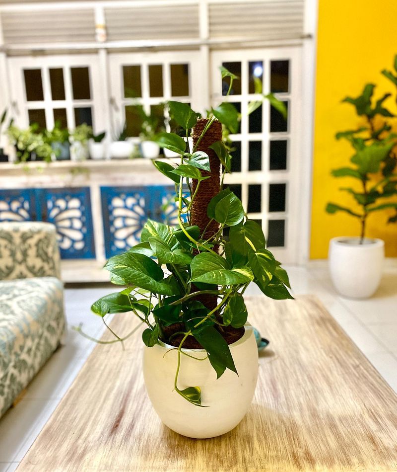 Pothos