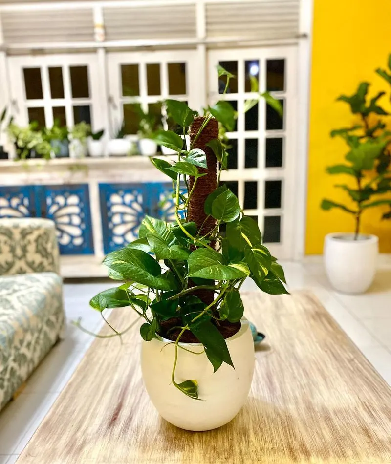 Pothos