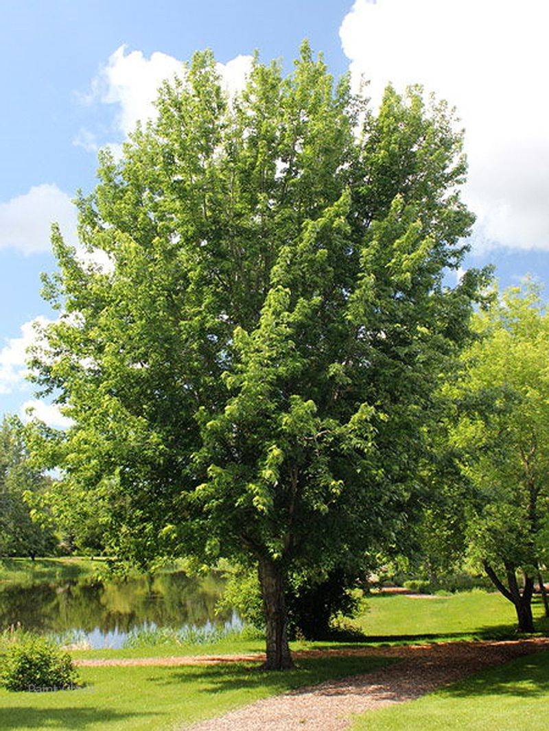 Silver Maple