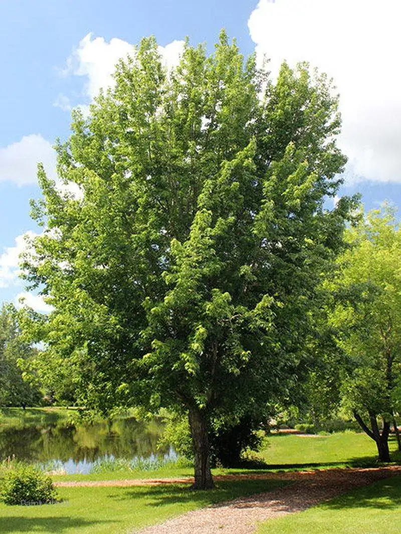 Silver Maple