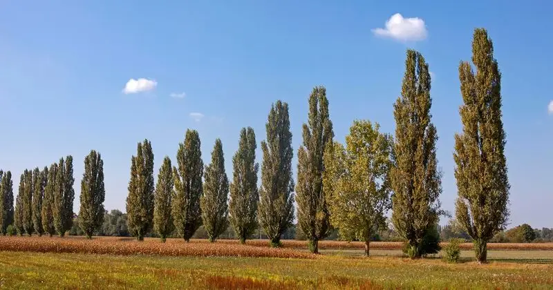 Lombardy Poplar