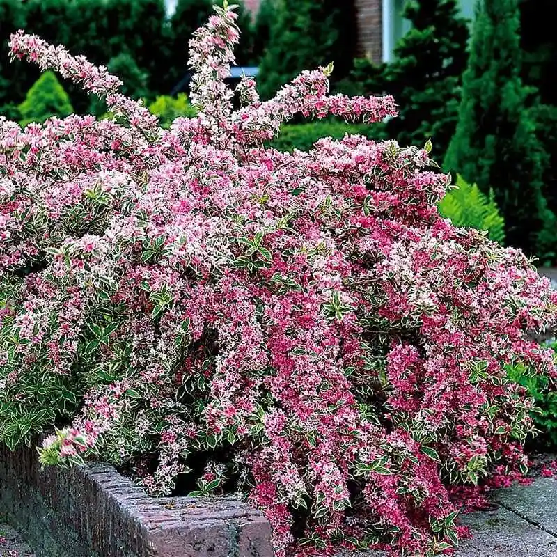 Weigela