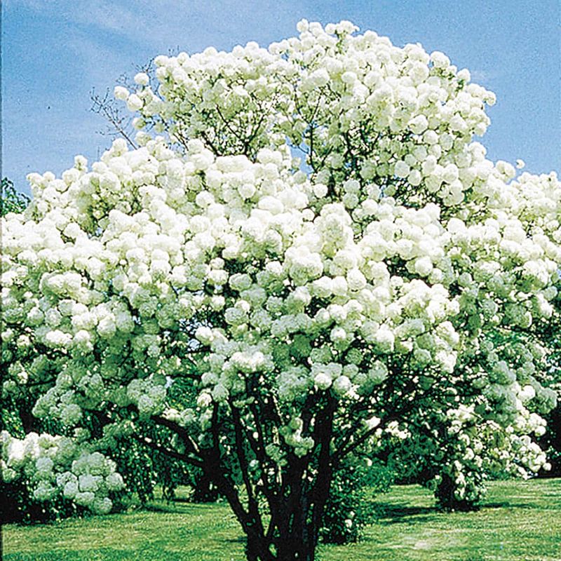 Snowball Viburnum