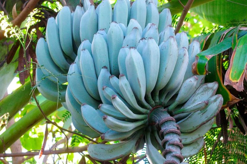 Blue Java Banana