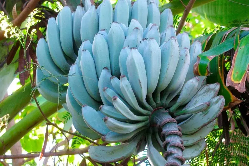 Blue Java Banana