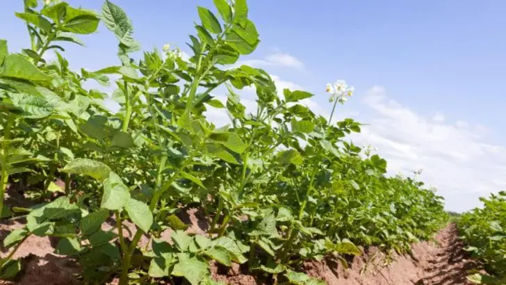 What to Do When Your Potatoes Flower to Maximize Your Harvest
