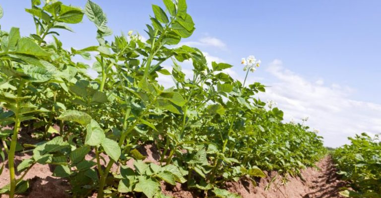 What to Do When Your Potatoes Flower to Maximize Your Harvest