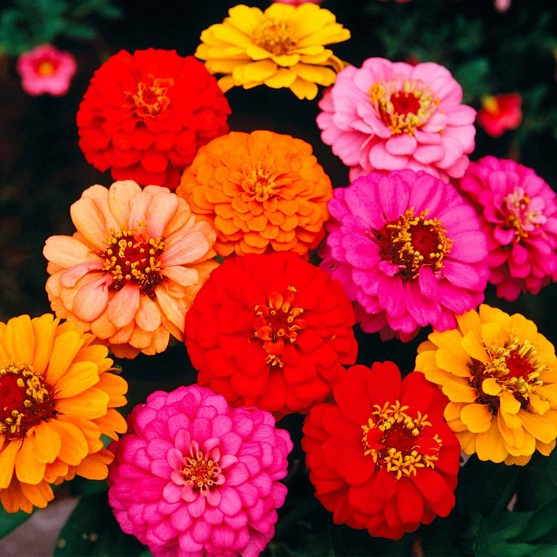 Lilliput Zinnia