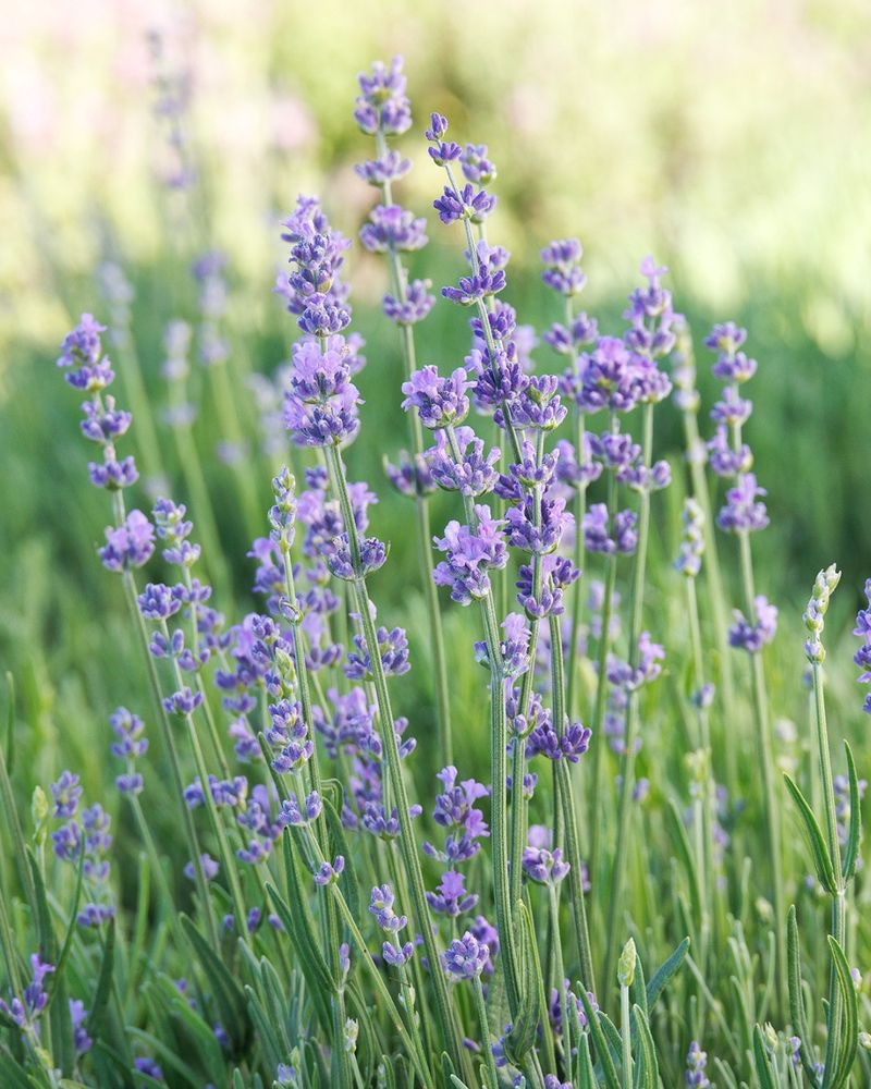 Whispers of Lavender