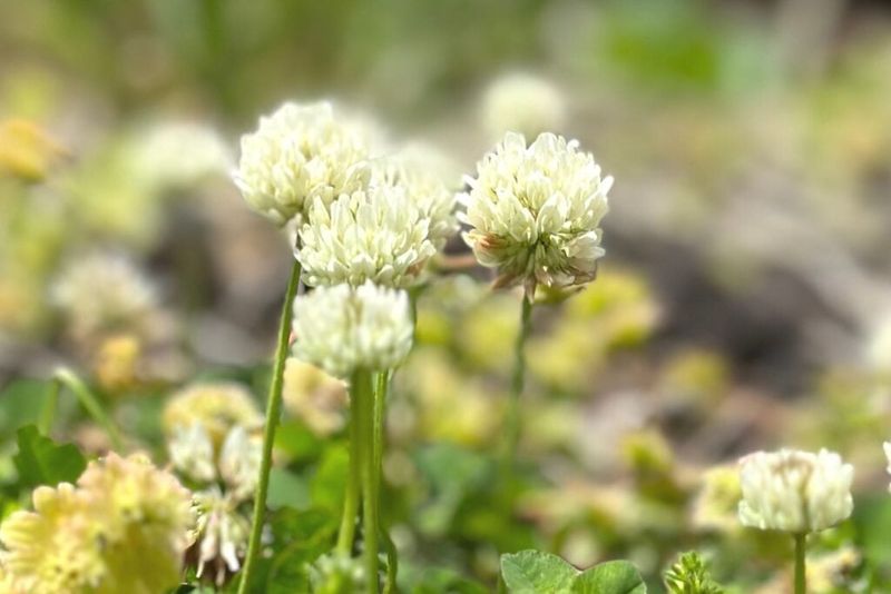 White Clover in Folklore