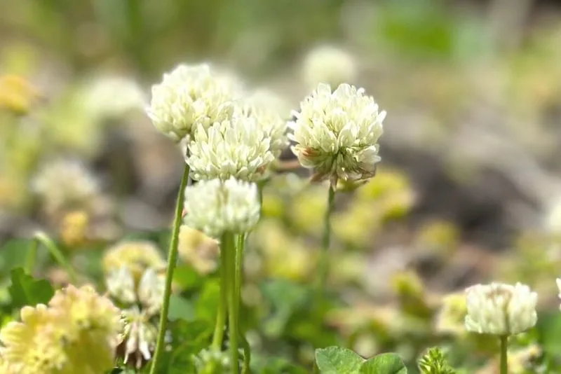White Clover in Folklore
