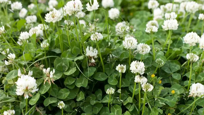 White Clover's Lawn Enchantment